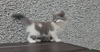 Ragdoll cats - Advert 9
