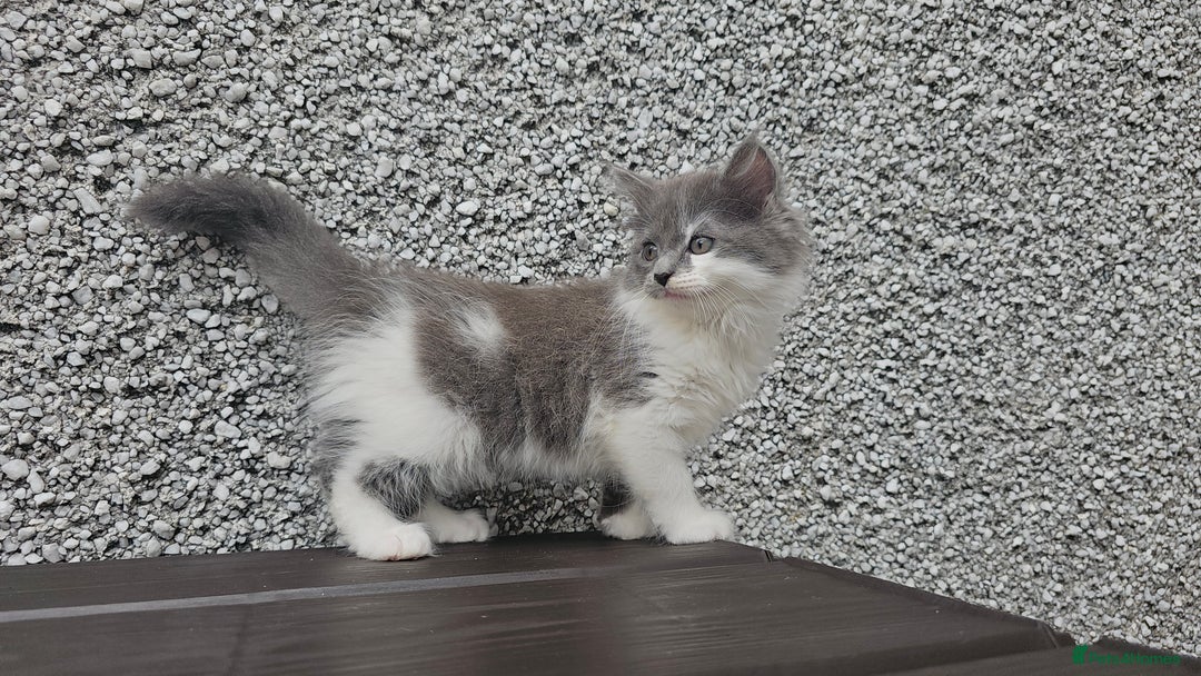 Ragdoll cats for sale: Last gorgous kitten - Image 3