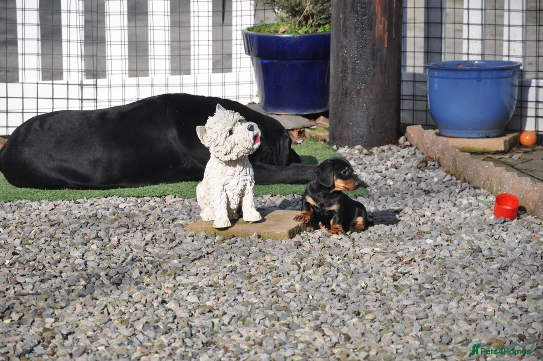 Miniature Dachshund dogs for sale: Kennel Club Mini Smooth Dachshund Puppy Girls - Advert 9