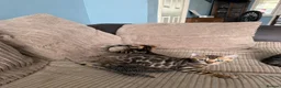 Bengal cats for sale: TICA Bengal kittens available.  - Advert 15