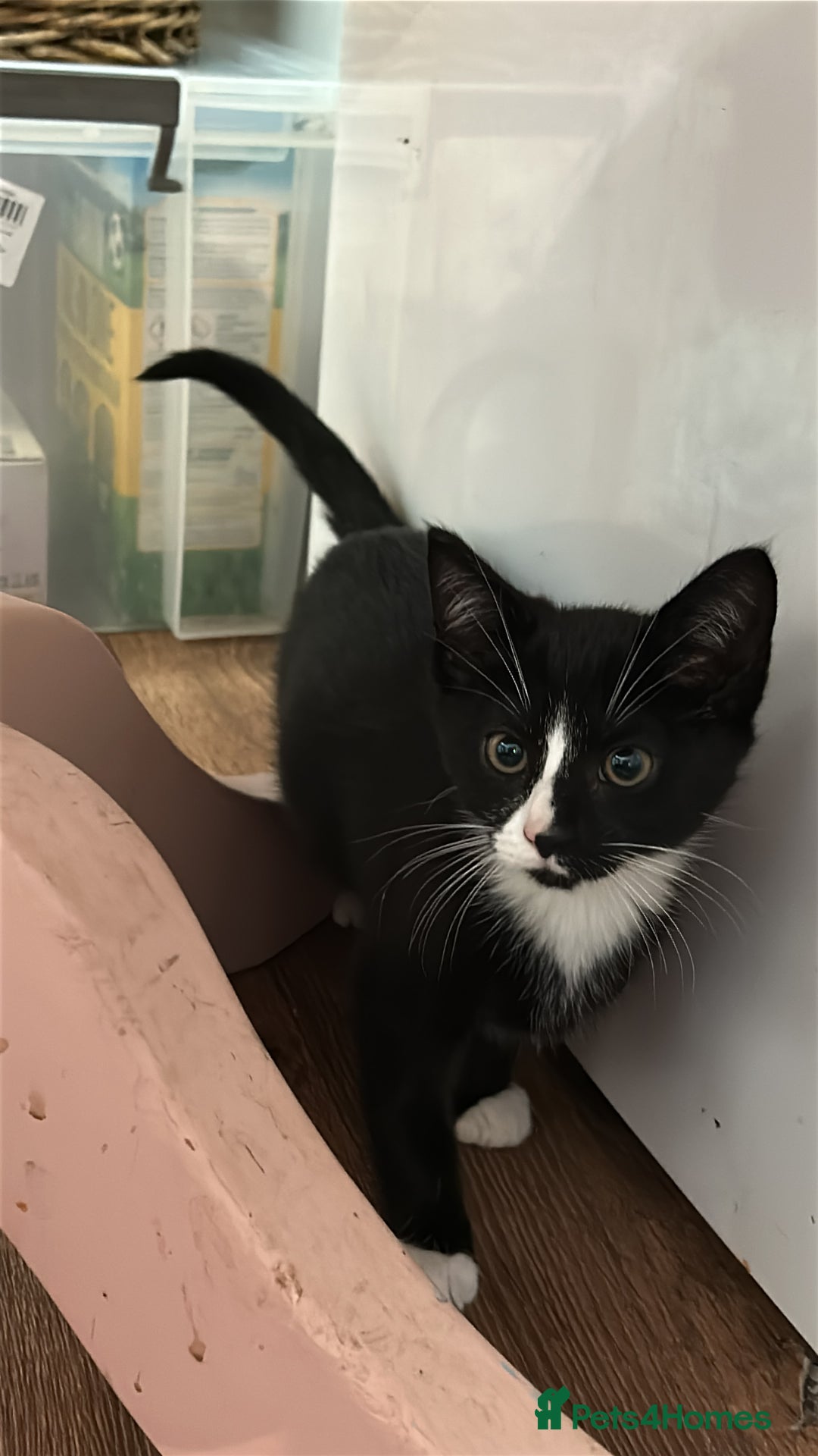 Mixed Breed cats for sale: Gorgeous, playful little kittens - Advert 14