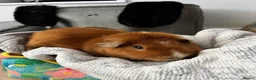 Guinea Pig rodents for sale: 2 male guinea pigs - Advert 5