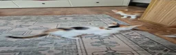 Mixed Breed cats for sale: KITTENS READY TO LEAVE in Oldbury - Advert 9