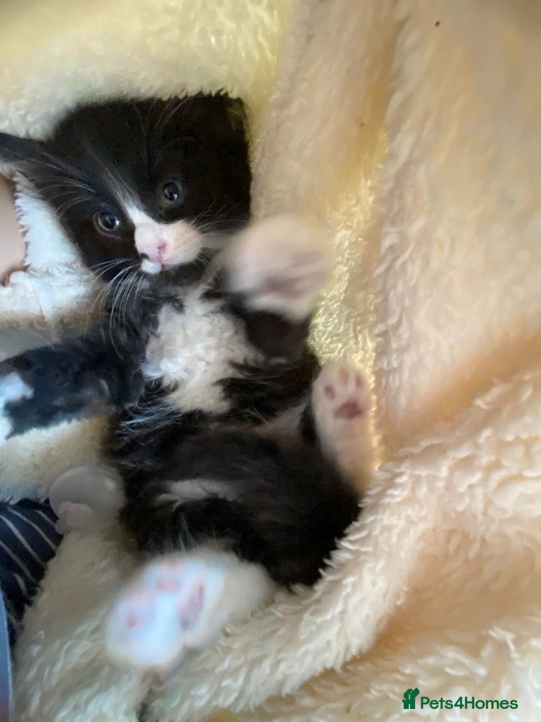 Mixed Breed cats for sale: Beautiful kittens  - Image 5