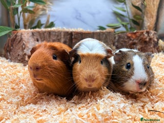 Guinea Pig rodents LOTS OF BABY GUINEA PIGS FOR SALE 🐹 - Advert 5