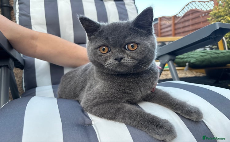 British Shorthair cats - Advert 5