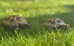 Tortoise reptiles for sale: horsefield tortoise x2 in Walsall - Image 12