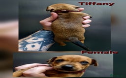Miniature Pinscher dogs for sale: Miniature Pinscher puppies! - Image 6