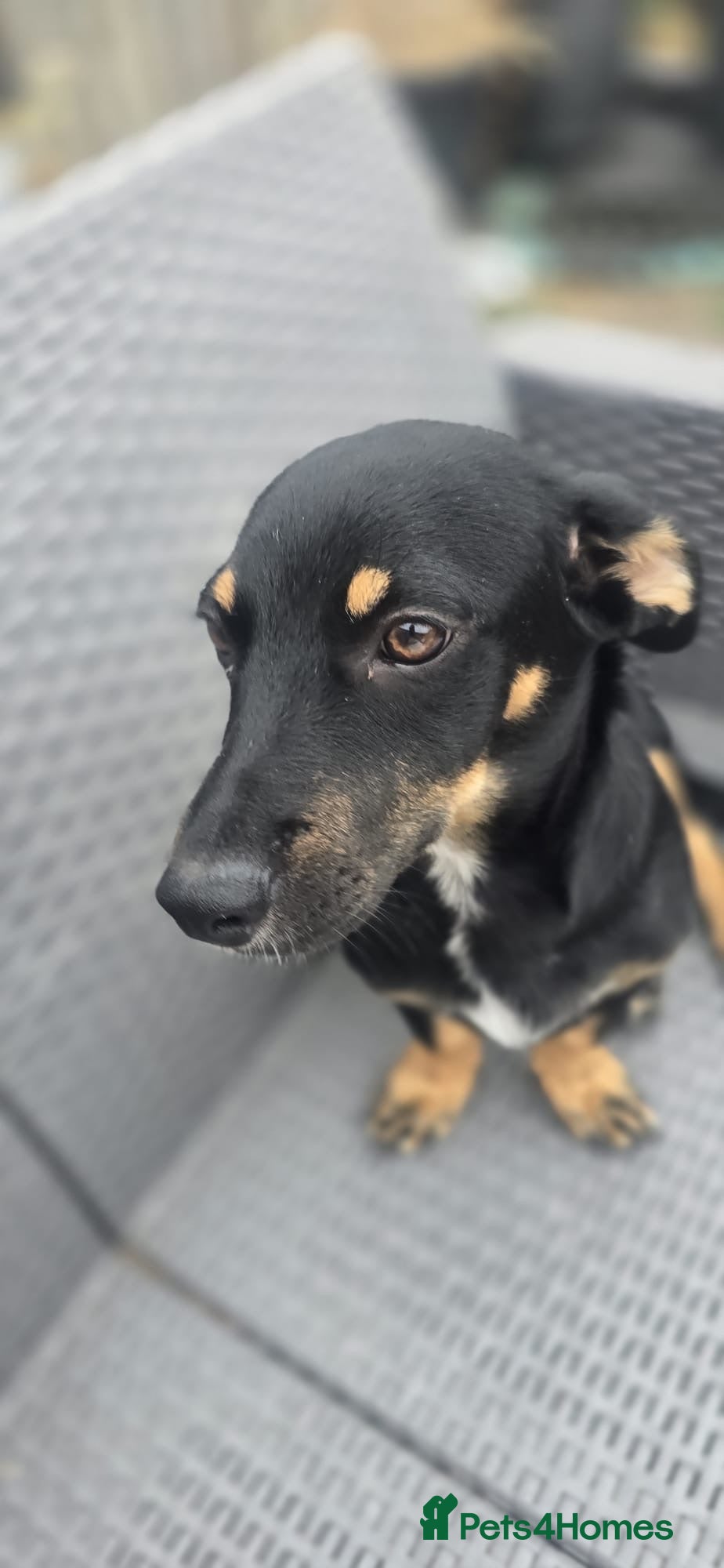Mixed Breed dogs Binou 💙 - Advert 2