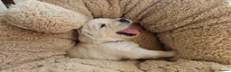 Golden Retriever dogs for sale: Outstanding Kc registered Golden Retriever puppies - Advert 20