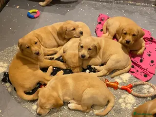 Labrador Retriever dogs KC Registered DNA Tested yellow/fox red Labradors - Advert 2