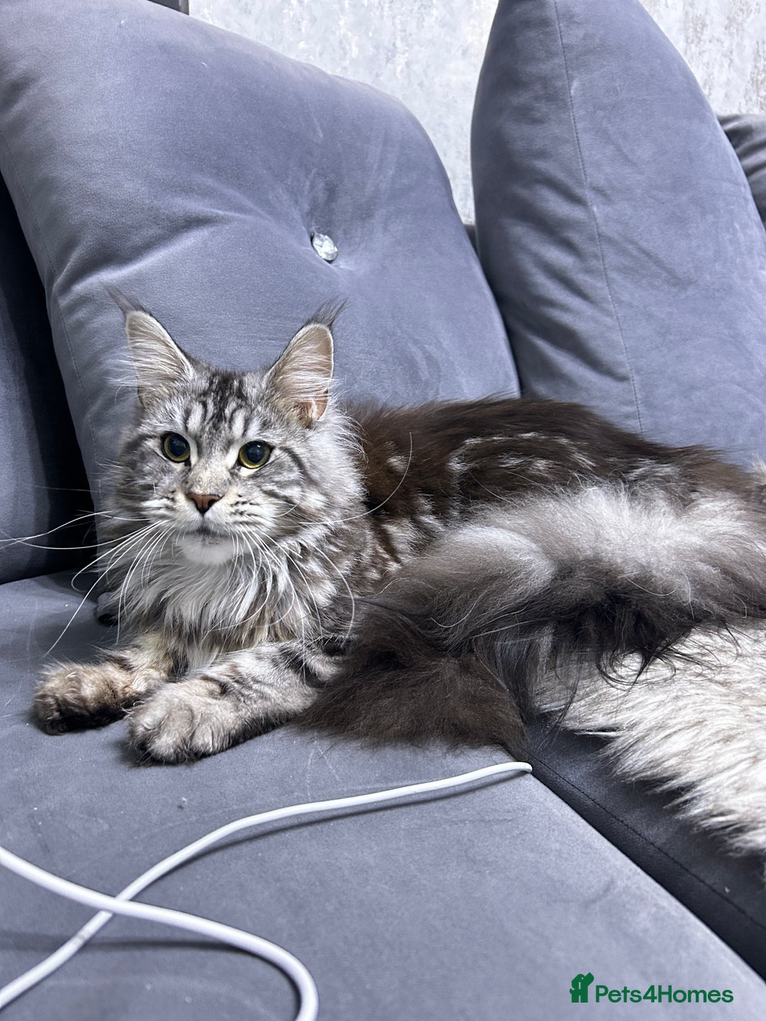 Maine Coon cats for sale: maine coon Girl  - Advert 2