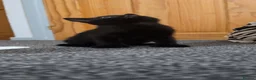 Mixed Breed cats for sale: 1 ginger 2 black kittens - Advert 9