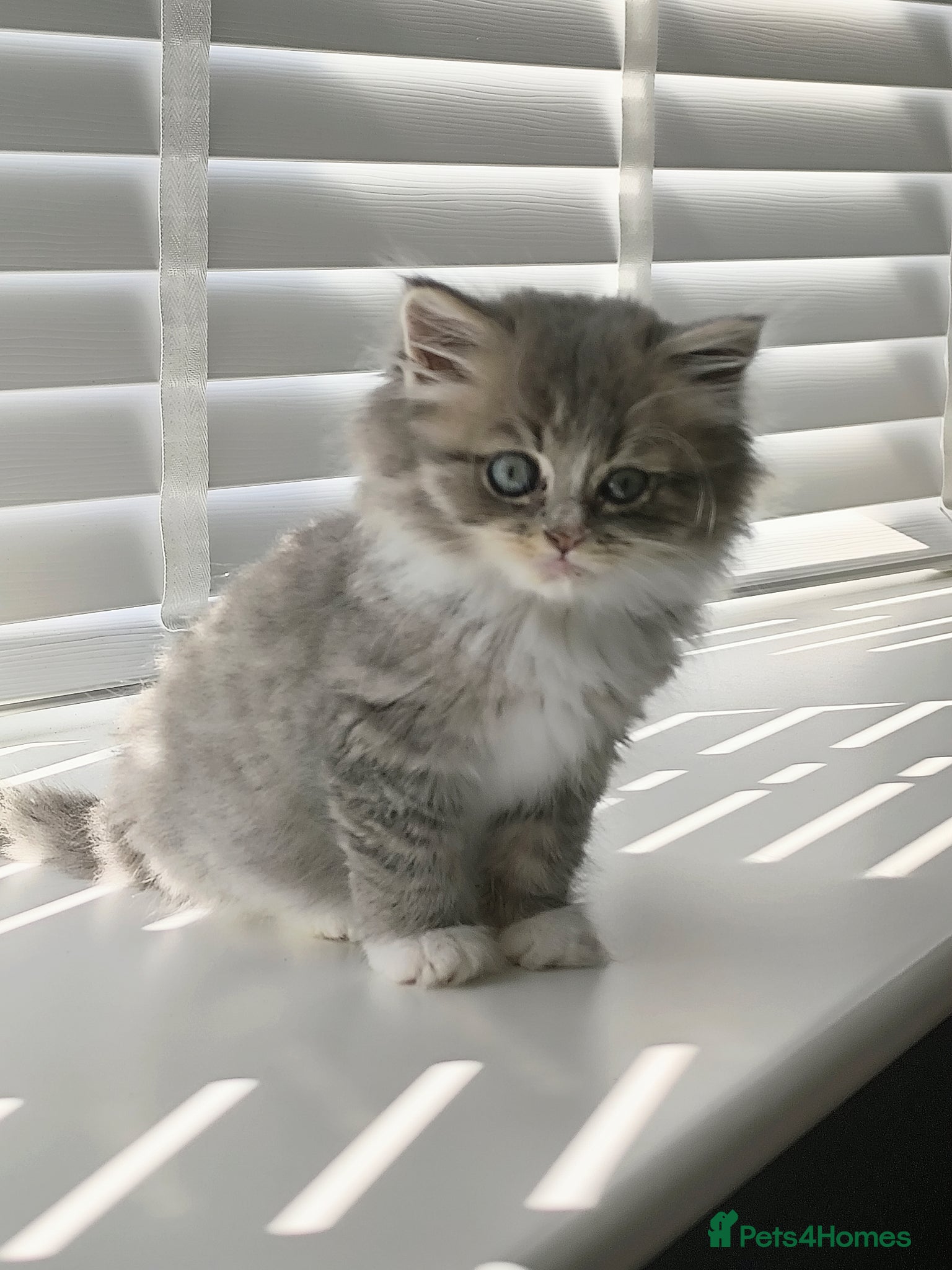 British Longhair cats Stunning British Longhair Kittens  - Advert 11