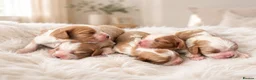 Cavalier King Charles Spaniel dogs for sale: 🐾 KC Registered Cavalier King Charles Spaniel 🐾 - Advert 2