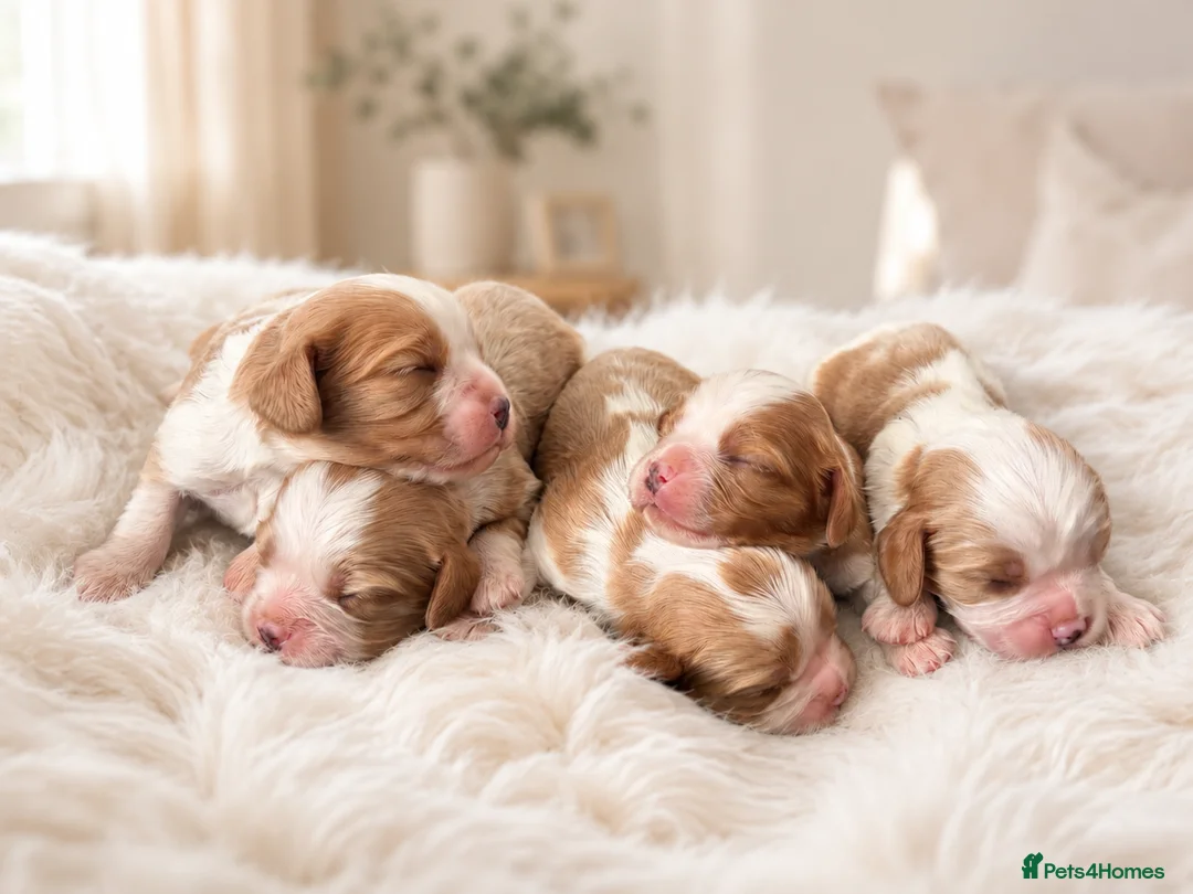 Cavalier King Charles Spaniel dogs for sale: 🐾 KC Registered Cavalier King Charles Spaniel 🐾 - Advert 2