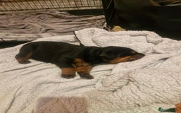 Dobermann dogs for sale: Rottaman - Image 5