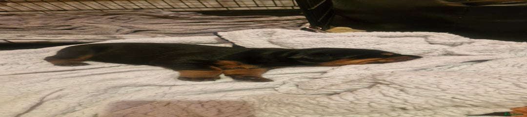 Dobermann Puppy 2