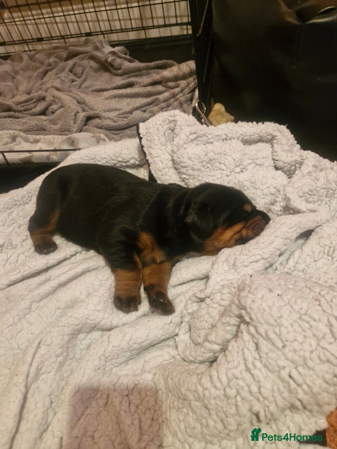 Dobermann dogs for sale: Rottaman - Image 5