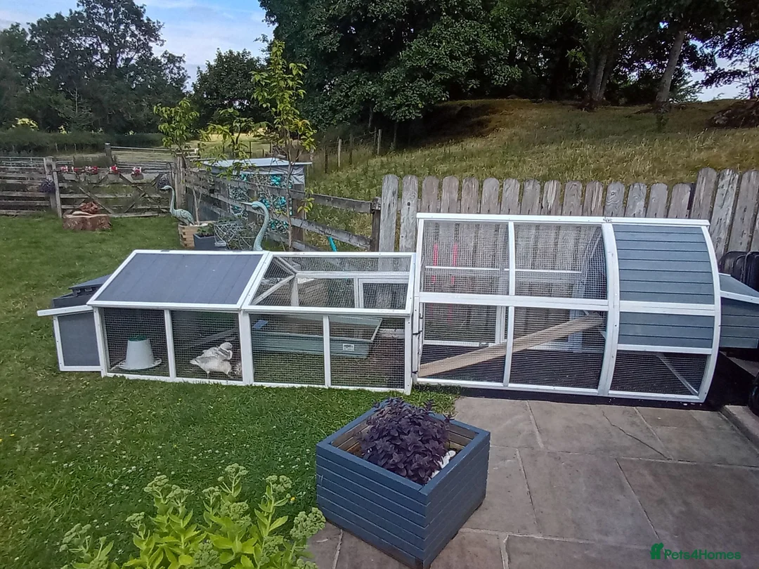 Ducks poultry for sale: 3 Call Ducks in Wrexham - Advert 4