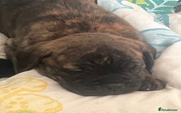 Mixed Breed dogs for sale: MastiffxCane Corso puppies⭐️Ready Now!! - Image 13