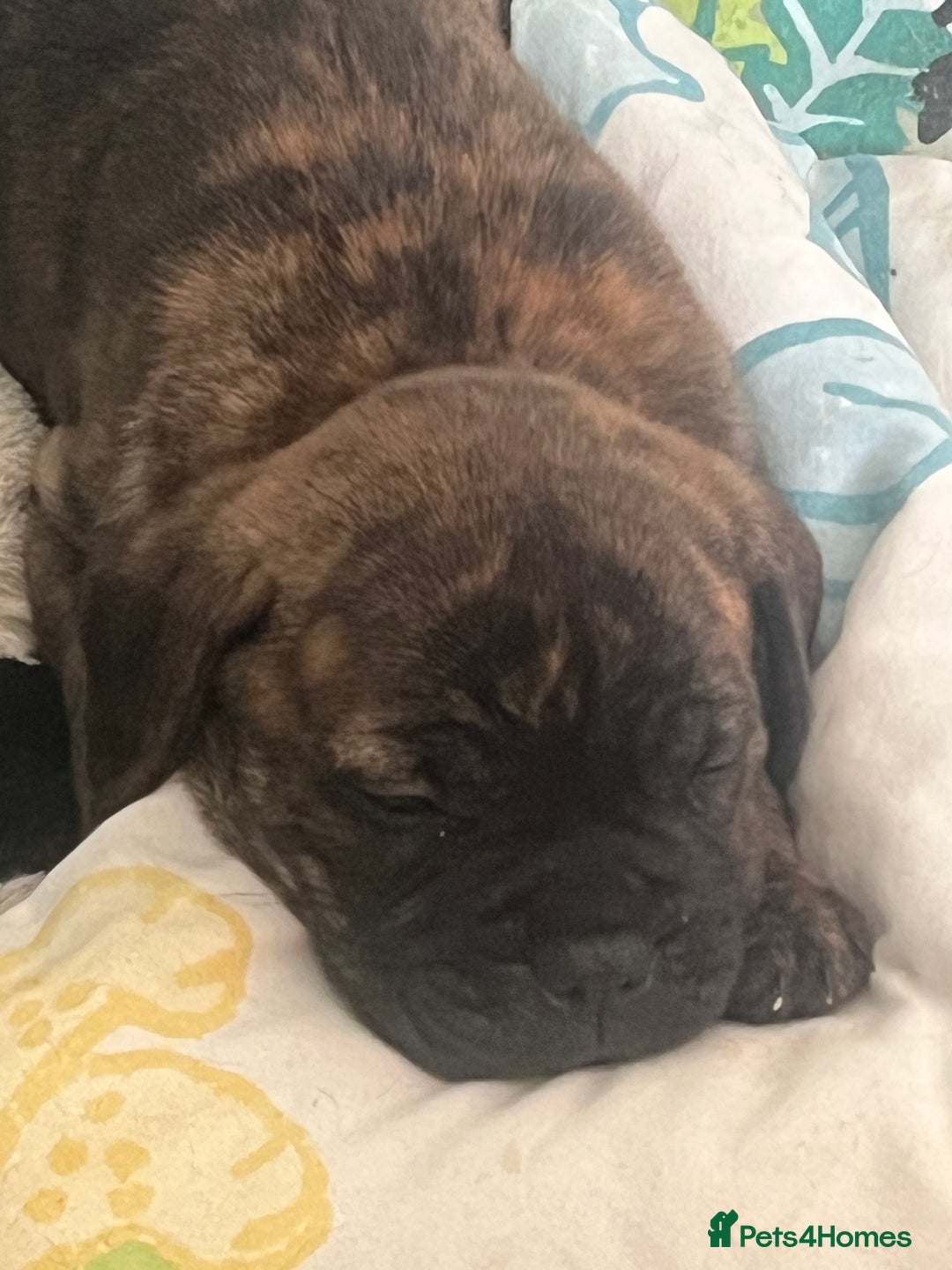 Mixed Breed dogs for sale: MastiffxCane Corso puppies⭐️Ready Now!! - Image 13