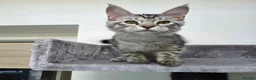 Maine Coon cats for sale: Maine Coon Kittens Fife Registered  - Advert 16