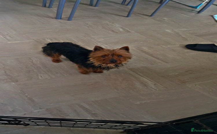 Yorkshire Terrier dogs - Advert 2