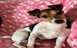 Jack Russell dogs for sale: 2yr old JRT **PLEASE read description** - Image 3