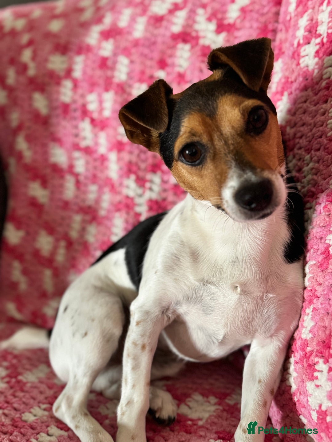 Jack Russell dogs for sale: 2yr old JRT **PLEASE read description** - Image 3