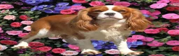 Cavalier King Charles Spaniel dogs for sale: Extensively Health Tested Cavilier King Charles - Advert 14