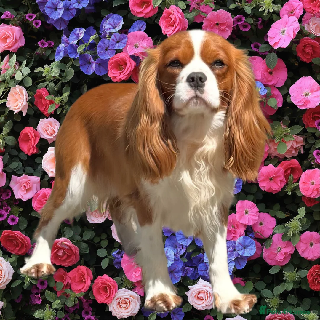 Cavalier King Charles Spaniel dogs for sale: Extensively Health Tested Cavilier King Charles - Advert 14