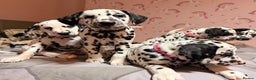 Dalmatian dogs for sale: 🐾 Beautiful Dalmatian Puppies 🐶  - Advert 25