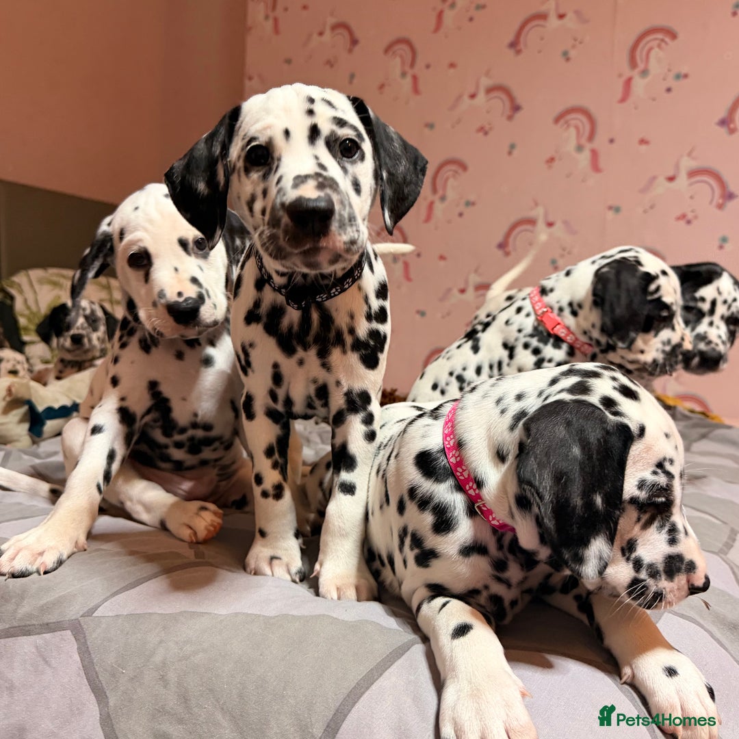 Dalmatian dogs for sale: 🐾 Beautiful Dalmatian Puppies 🐶  - Advert 25