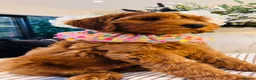 Australian Labradoodle dogs for sale: **MR BRINKLEY'S GENUINE ALD PUPPIES** - Advert 5