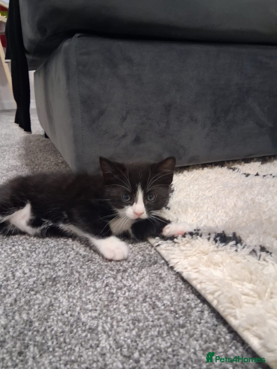 Mixed Breed cats for sale: Black and white 3 kittens for sale. 2 boys 1 girl. - Advert 16