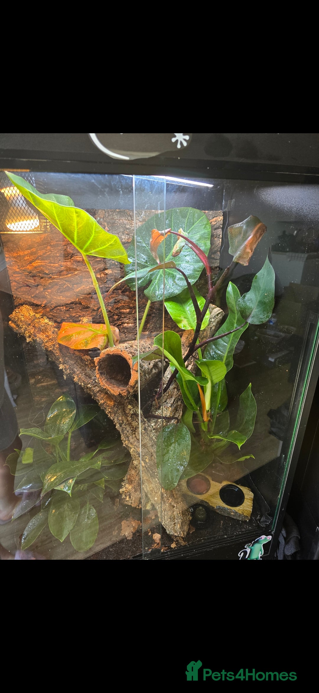 Gecko reptiles for sale: Male Leachie Gecko - Advert 6