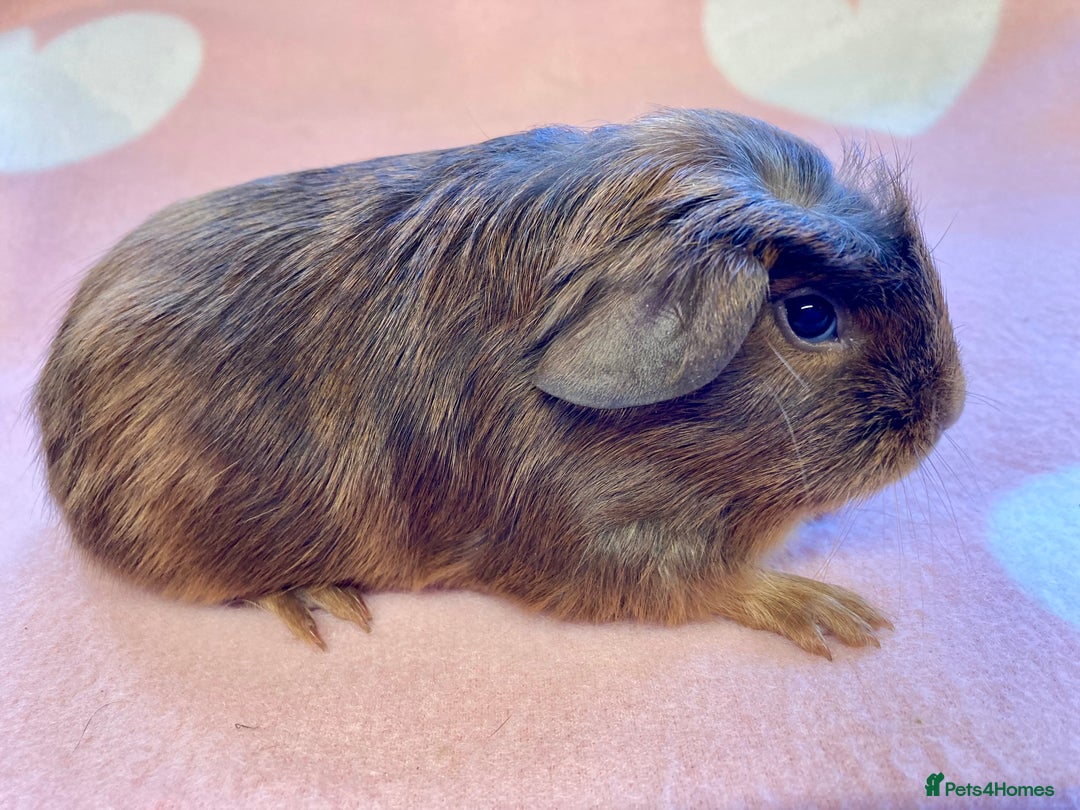 Guinea Pig rodents for sale: Stunning crested baby sows  - Advert 4