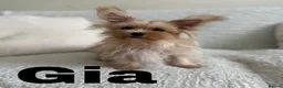 Yorkshire Terrier dogs for sale: Gorgeous Yorkshire Terriers - Advert 3