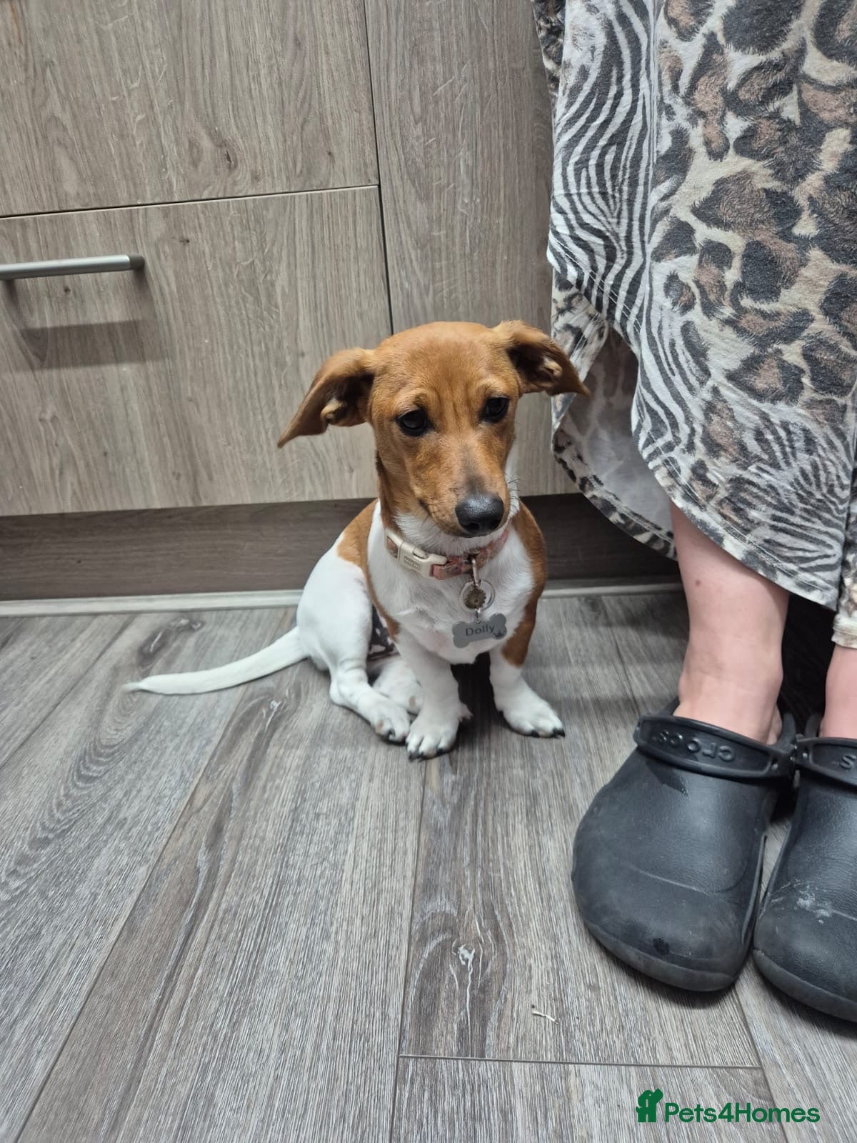 Miniature Dachshund dogs Female sausage dog - Advert 1