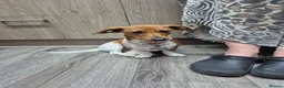 Miniature Dachshund dogs for sale: Female sausage dog - Advert 1