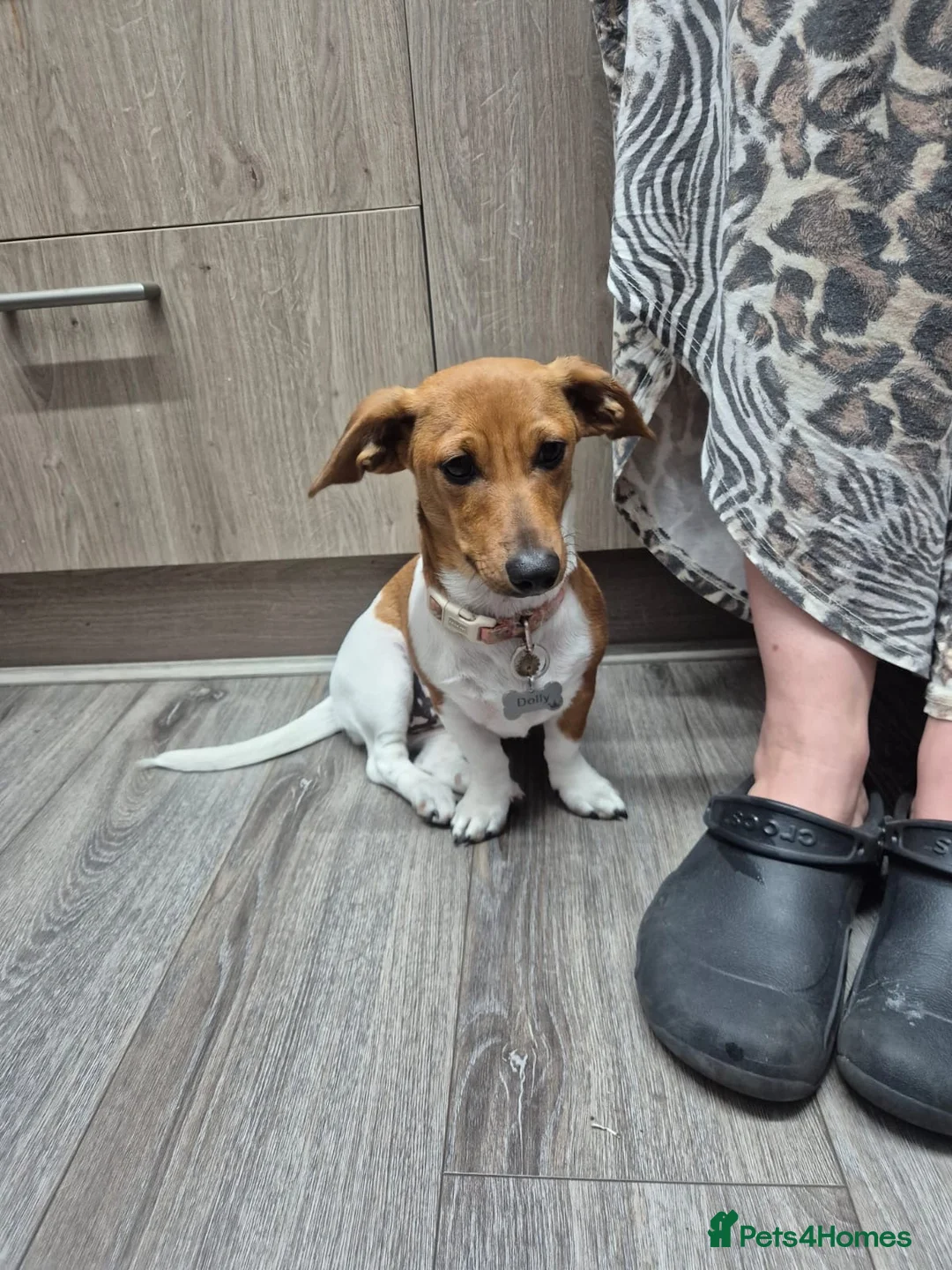 Miniature Dachshund dogs for sale: Female sausage dog - Advert 1