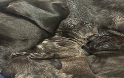 Cane Corso dogs for sale: Champion bloodline cane corso puppys - Image 6