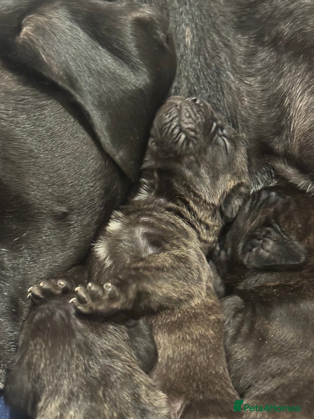 Cane Corso dogs for sale: Champion bloodline cane corso puppys - Image 6