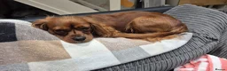 Cavalier King Charles Spaniel dogs for stud: King Charles Cavalier spaniel (age 2) for Stud in Birmingham - Advert 4