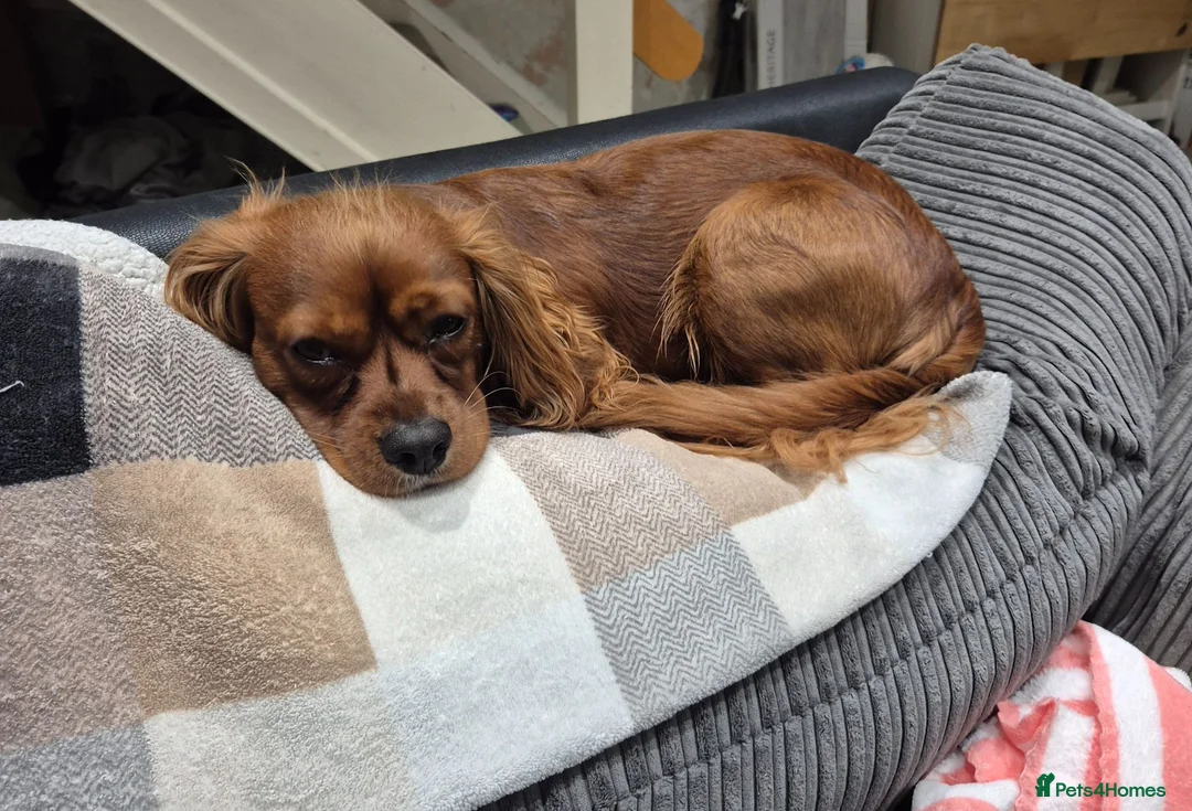 Cavalier King Charles Spaniel dogs for stud: King Charles Cavalier spaniel (age 2) for Stud in Birmingham - Advert 4