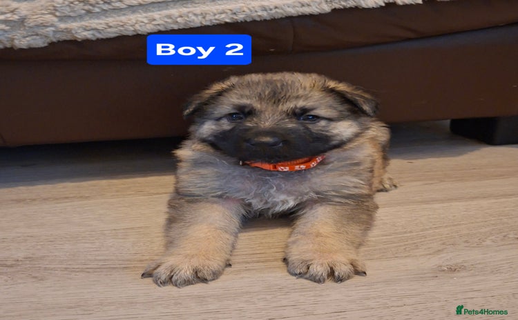 German Shepherd dogs German shepherd pups 🐶  - Advert 2