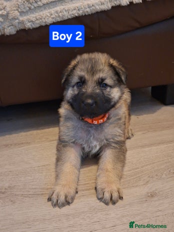 German Shepherd dogs German shepherd pups 🐶 - Advert 2
