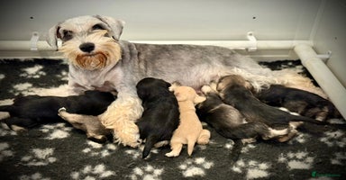 Miniature Schnauzer dogs - Advert 15