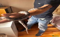 Corn Snake reptiles for sale: Corn snake for sale - Image 1